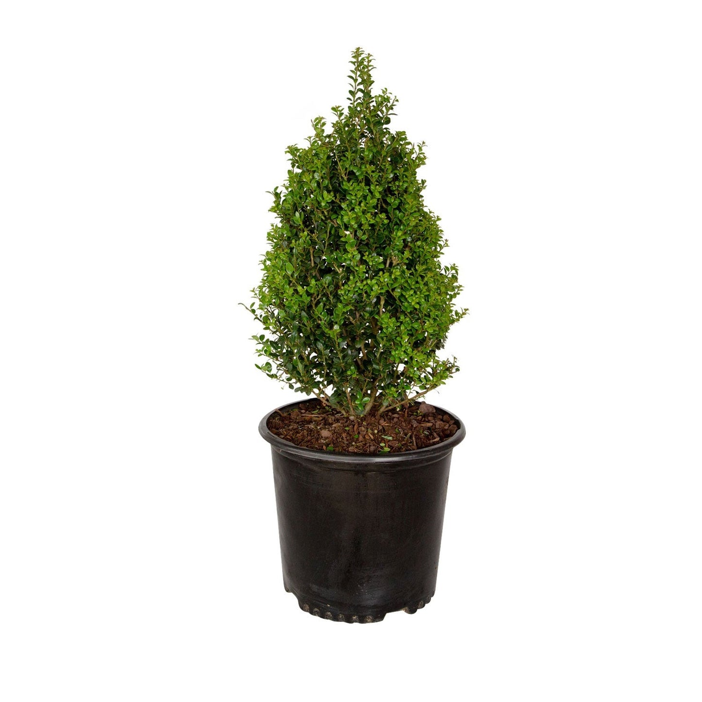 Ilex crenata 'Steeds' Steeds Upright Holly