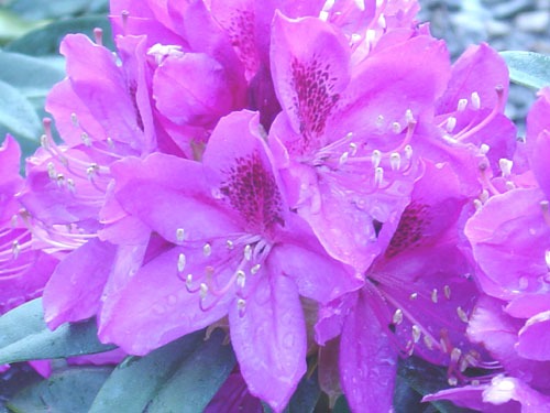 Rhododendron x 'Anah Kruschke' Anah Kruschke Rhododendron 10g
