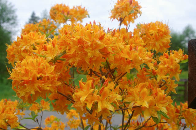 Rhododendron x 'Golden Lights' Golden Lights Azalea Deciduous 6 Gallon
