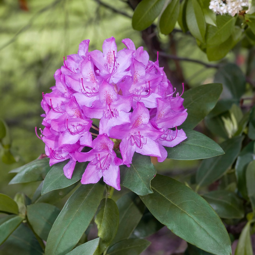 Rhododendron catawbiense 'Boursault' Catawba Boursault Rhododendron 3g