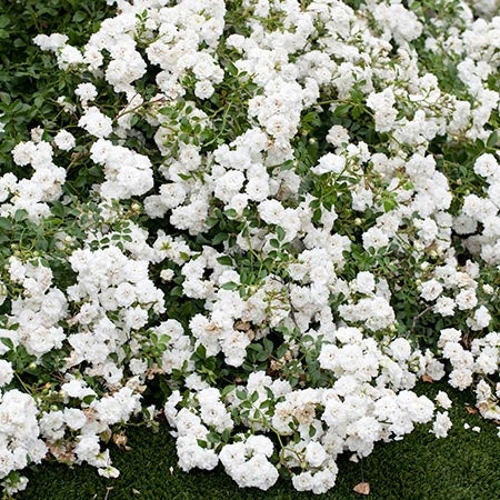 Rosa 'Meizorland' PPAF White Drift® Rose 3 Gallon