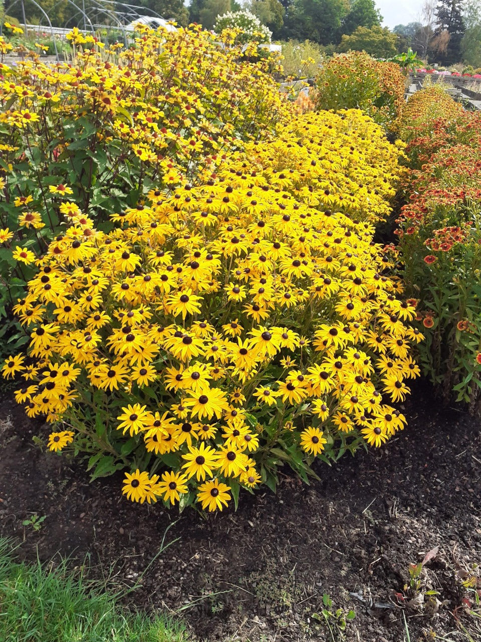 Rudbeckia fulgida var. 'Gold Blitz' Gold Blitz Black-Eyed Susan 1g