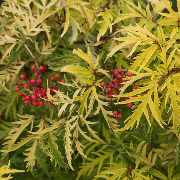 Sambucus racemosa 'Lemony Lace' Lemony Lace® Elderberry 3g