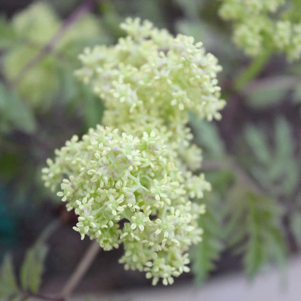 Sambucus racemosa 'Lemony Lace' Lemony Lace® Elderberry 3g