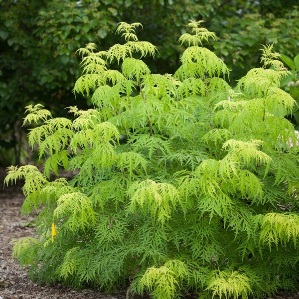 Sambucus racemosa 'Lemony Lace' Lemony Lace® Elderberry 3g