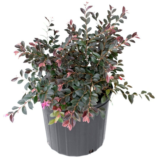 Loropetalum chin. 'Red Chocolate' Red Chocolate Loropetalum 3g