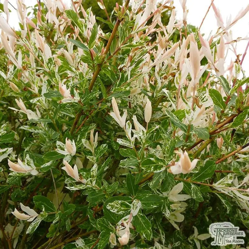 Salix integra 'Hakuro-Nishiki' Dappled Willow Bush 3g