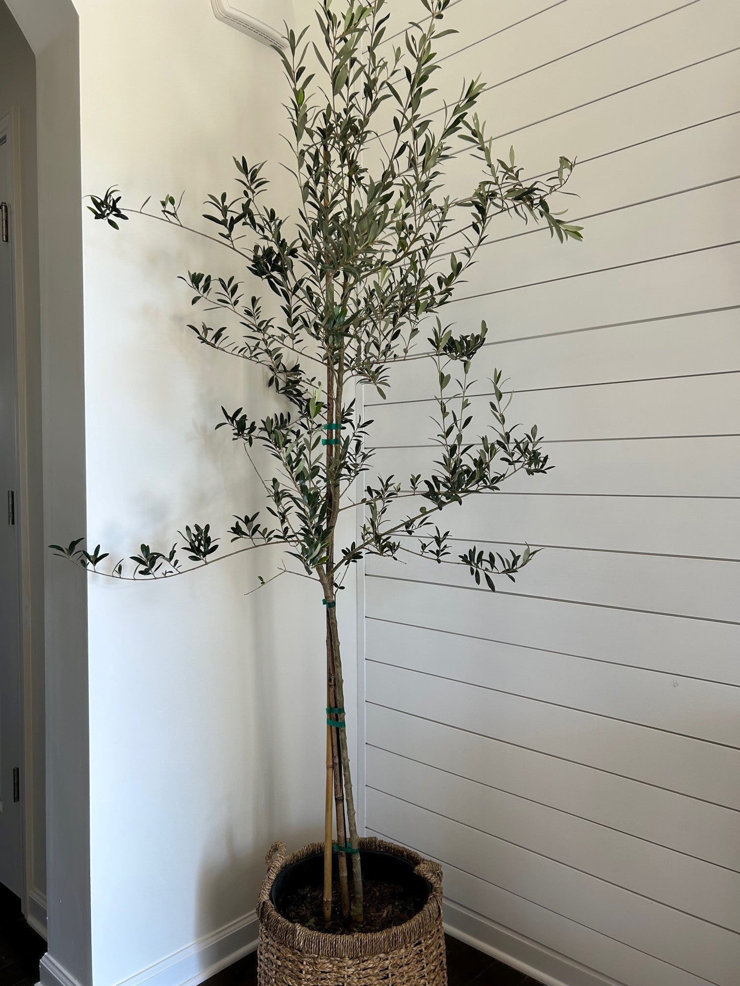 real olive tree indoor plant Arbequina Olive Tree 3 Gallon – Richardson Roots