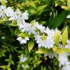 Chardonnay Pearls® Deutzia 3g