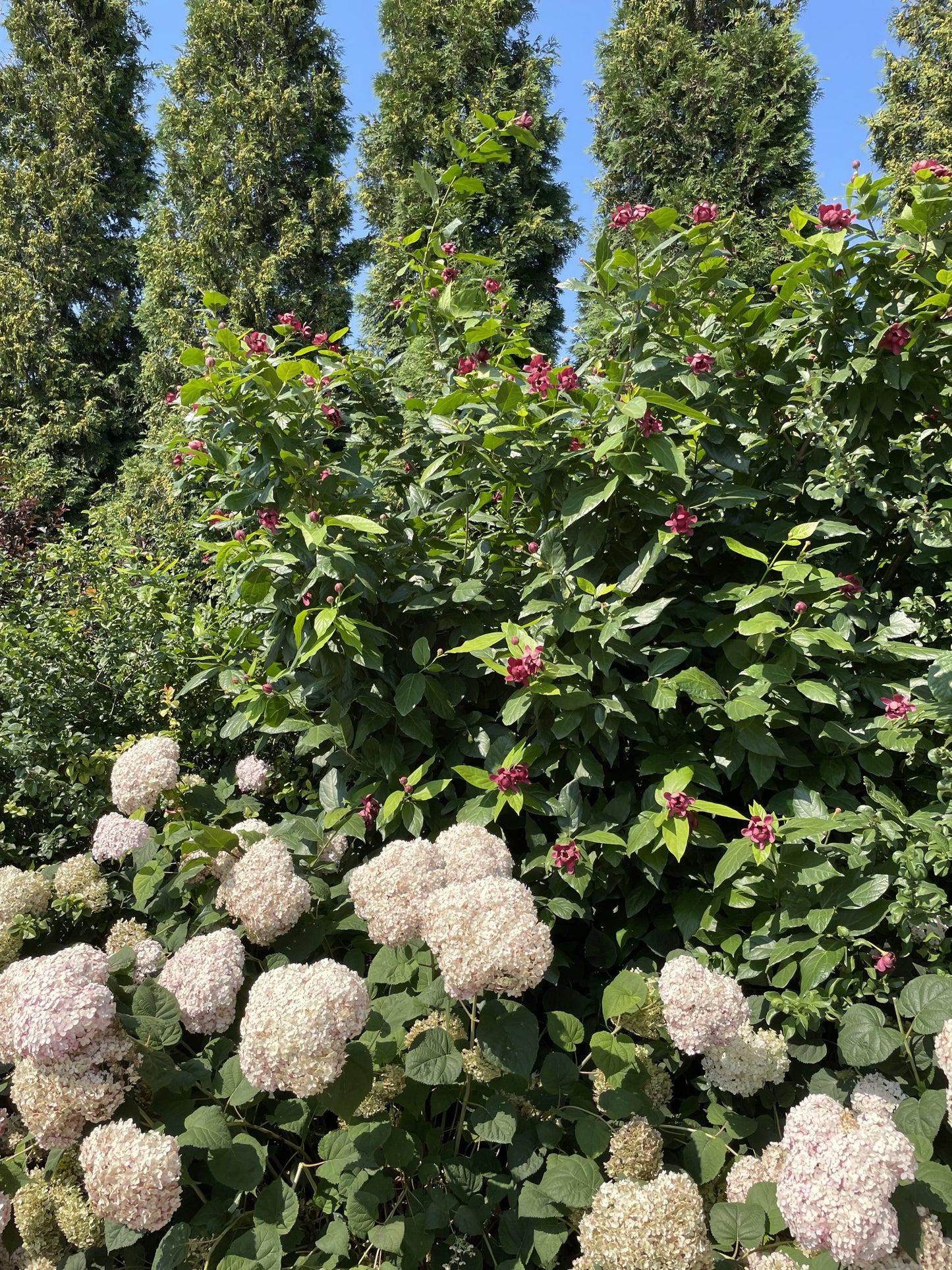 Aphrodite Sweetshrub 3g Calycanthus x 'Aphrodite' PP#24014