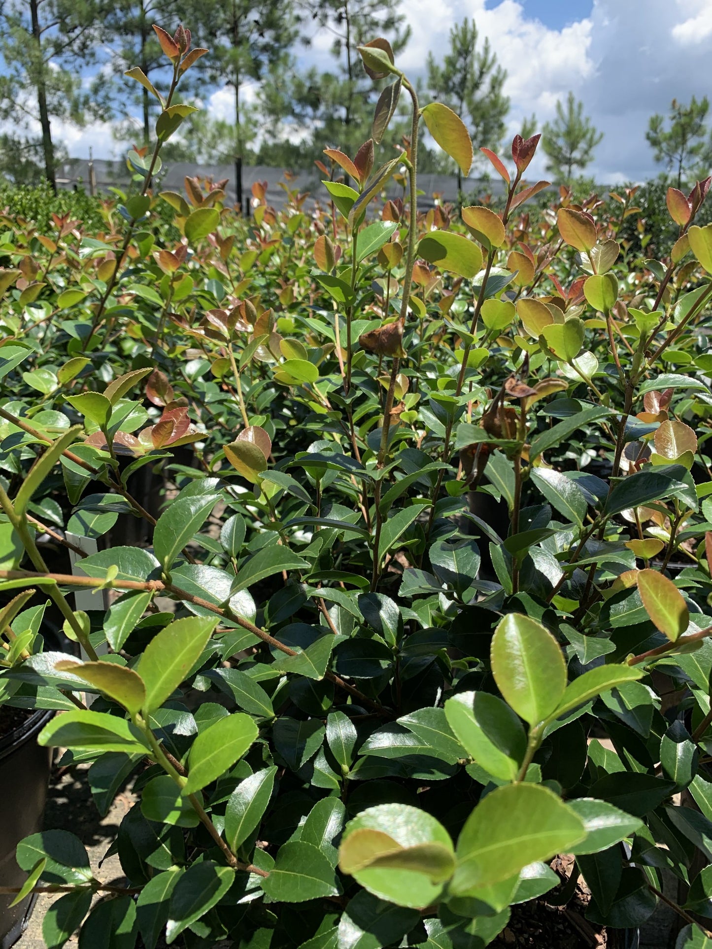 Camellia sasanqua 'Mine no Yuki' Mine no Yuki Camellia (3g)