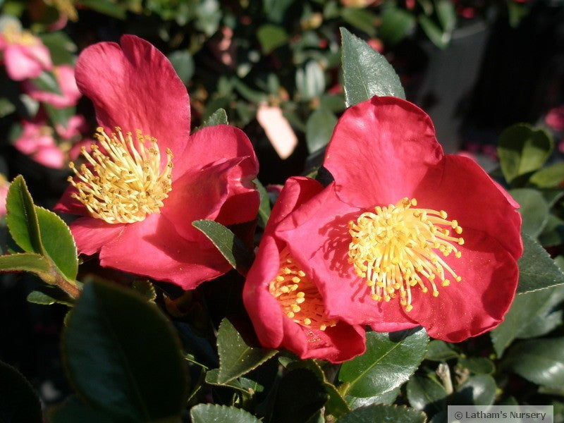 Camellia sasanqua 'Yuletide' Yuletide Camellia