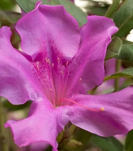 Encore® Azalea – Autumn Royalty™ 3g (Rhododendron 'Conlec' PP10580 )