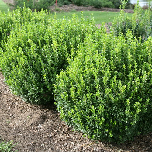 Sprinter® Boxwood Buxus microphylla 'Bulthouse' PP 25896 2g