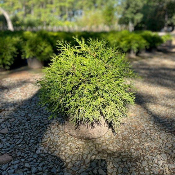 Chamaecyparis pisifera 'Gold Mop' Gold Mop Falsecypress 3g
