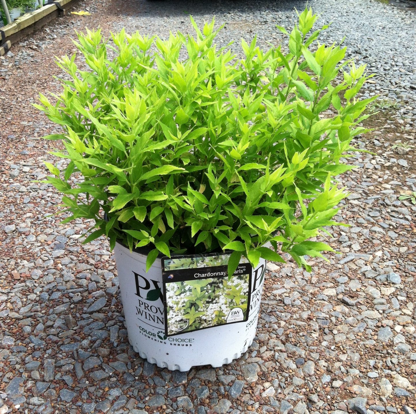 Chardonnay Pearls® Deutzia 3 Gallon