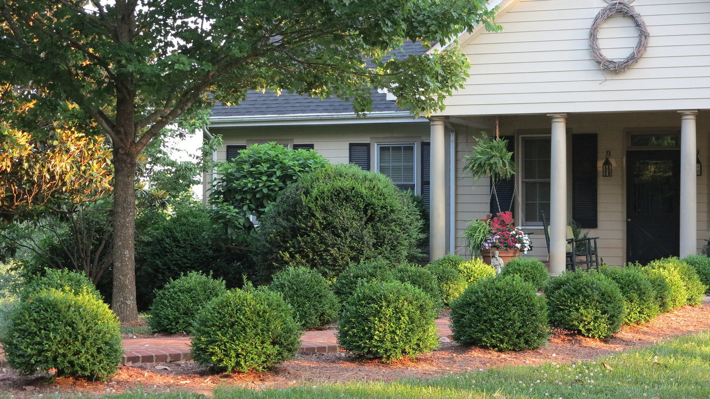 Buxus ‘SB 108’ PP28888 NewGen Independence® Boxwood 3g