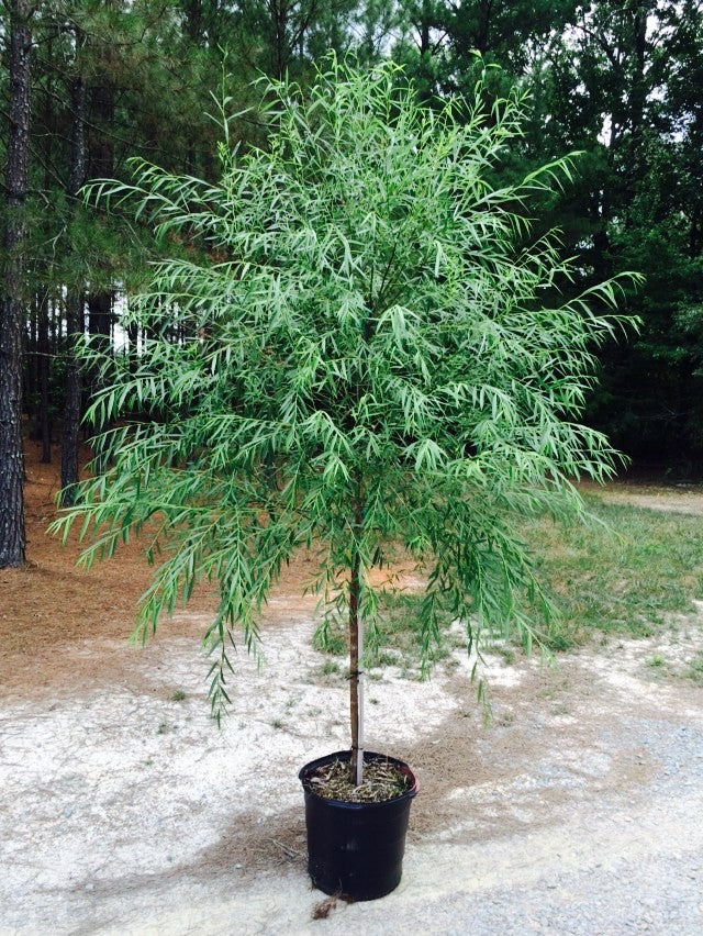 weeping willow plant in pot Salix babylonica Weeping Willow