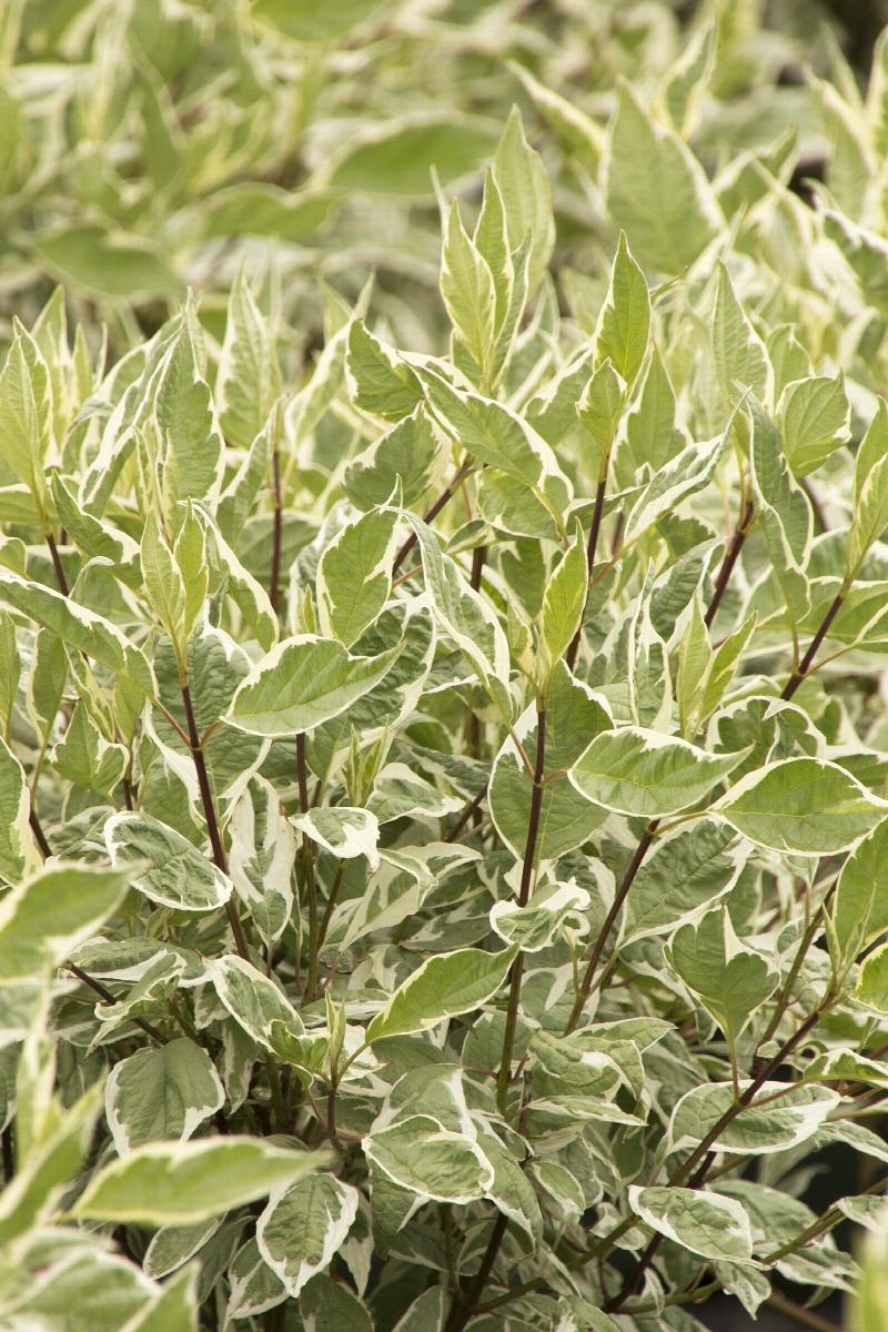 Ivory Halo® Red Twig Dogwood 6g