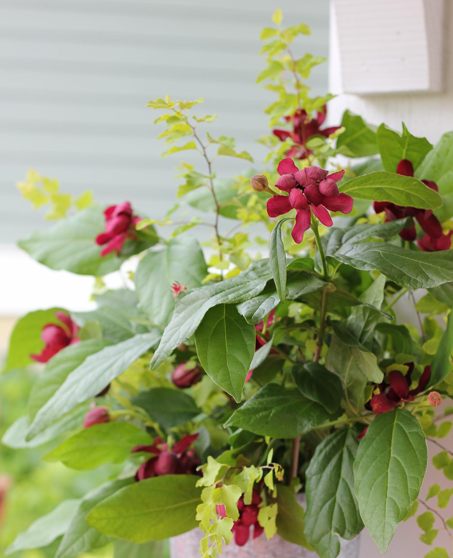 Aphrodite Sweetshrub 3g Calycanthus x 'Aphrodite' PP#24014