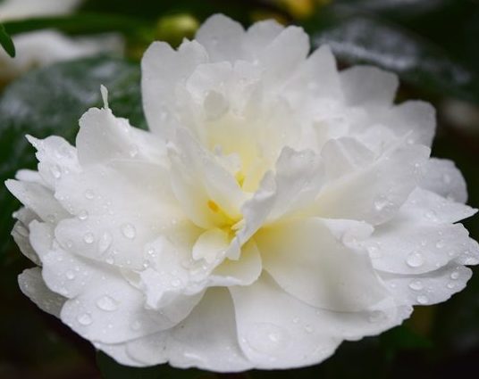 Camellia sasanqua 'Mine no Yuki' Mine no Yuki Camellia