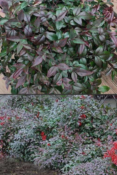 Nandina domestica 'Harbor Belle' PP14668 Harbor Belle Bamboo 3g