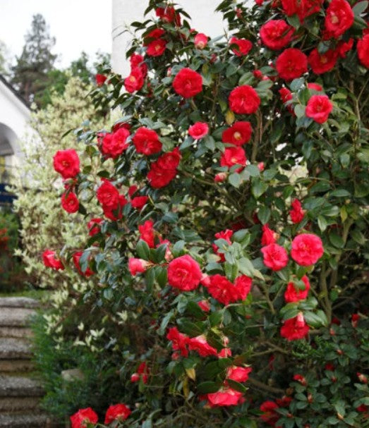 Camellia japonica 'April Tryst' April Tryst Camellia