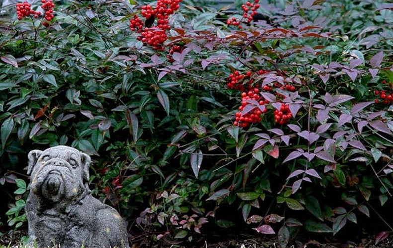 Nandina domestica 'Harbor Belle' PP14668 Harbor Belle Bamboo 3g