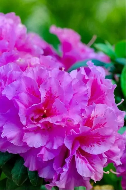 Rhododendron 'Roblezd' PP32967 Autumn Majesty™ Reblooming Azalea 3g