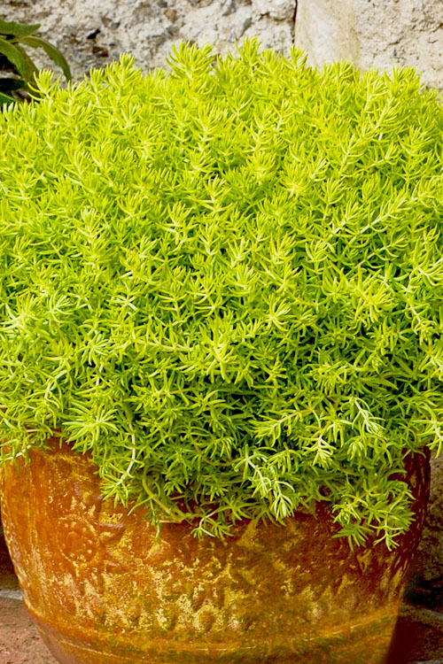 lemon sedum succulent Sedum rupestre 'Lemon Ball' Lemon Ball Sedum 1 Gallon