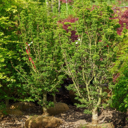 Acer palmatum 'Shishigashira' Lion's Head Japanese Maple 15g