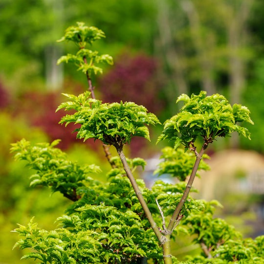 Acer palmatum 'Shishigashira' Lion's Head Japanese Maple 15g