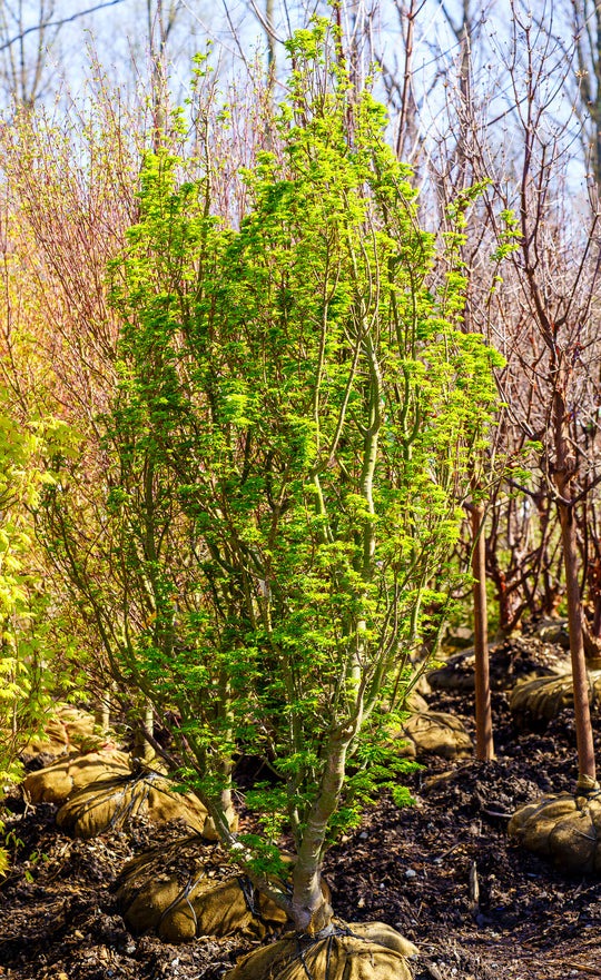 Acer palmatum 'Shishigashira' Lion's Head Japanese Maple 15g