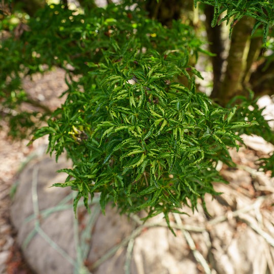 Acer palmatum 'Shishigashira' Lion's Head Japanese Maple 15g