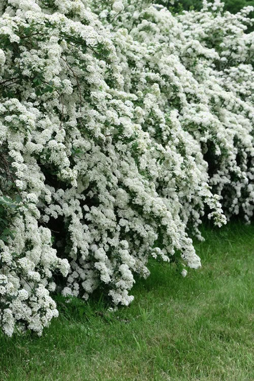 Spiraea 'Reevesiana' Double Bridal-Wreath Spirea 3 Gallon