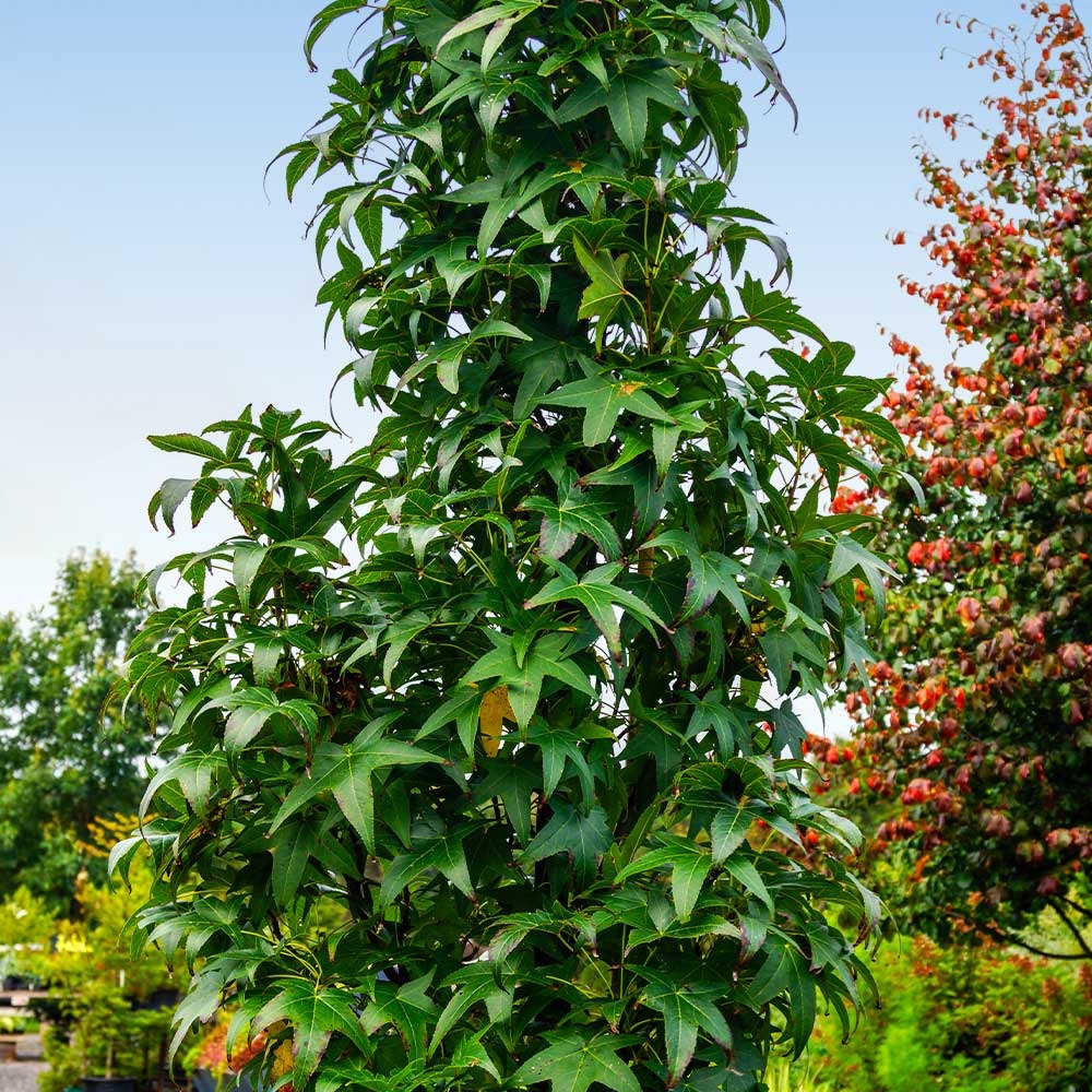 Liquidambar styracifula 'Slender Silhouette' Slendor Silhouette Sweetgum 15g
