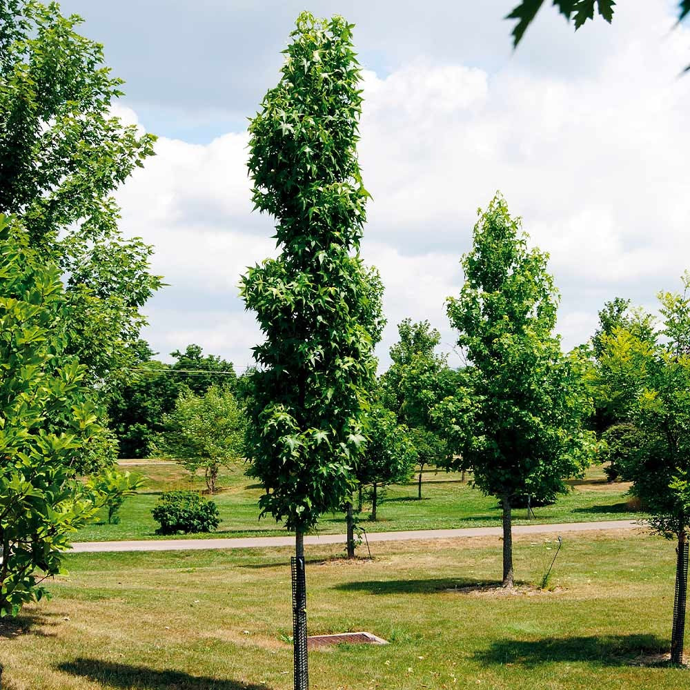 Liquidambar styracifula 'Slender Silhouette' Slendor Silhouette Sweetgum 15g