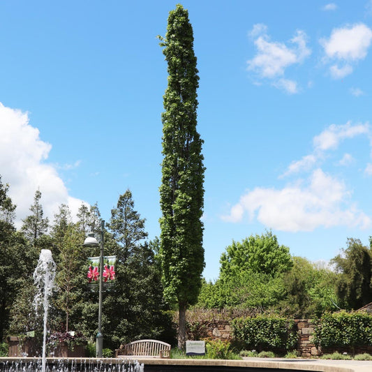 Liquidambar styracifula 'Slender Silhouette' Slendor Silhouette Sweetgum 15g