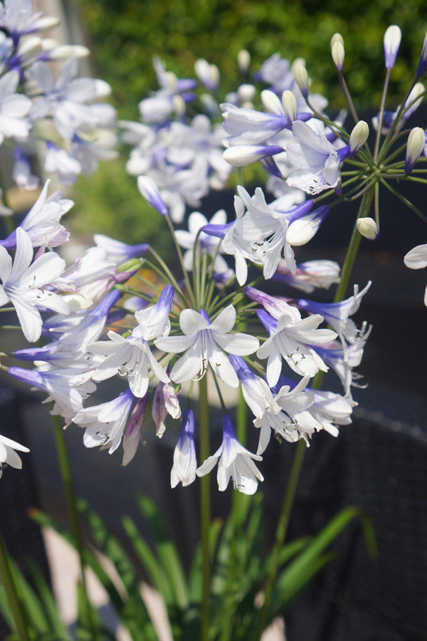 Agapanthus x ‘AMBIC001’ PP25519 Indigo Frost™ Agapanthus 1 Gallon