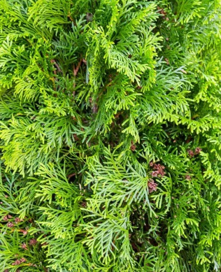 Thuja occidentalis 'Degroot's Spire' Degroot's Spire Arborvitae 10g