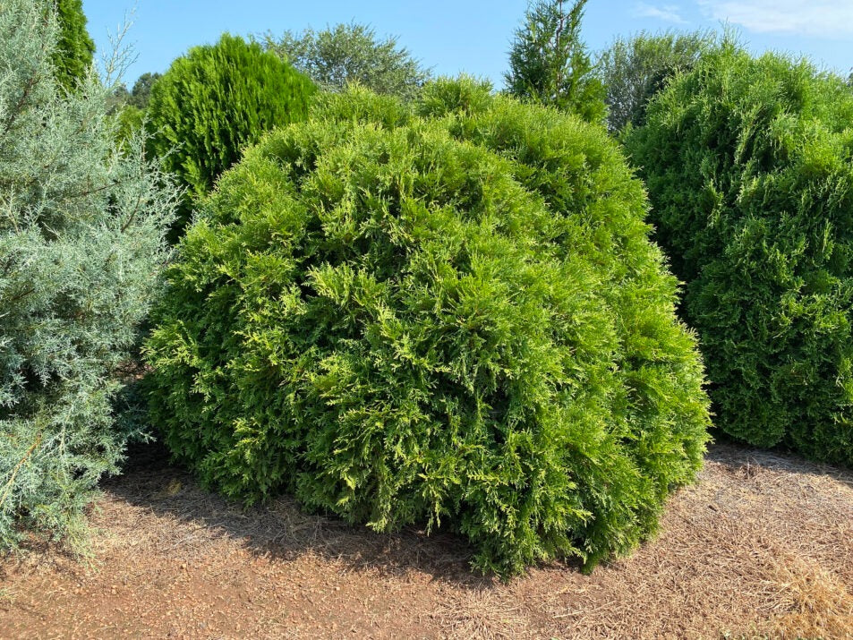 Thuja occidentalis 'RutThu4' PP35297 Planet Earth® Arborvitae 3g