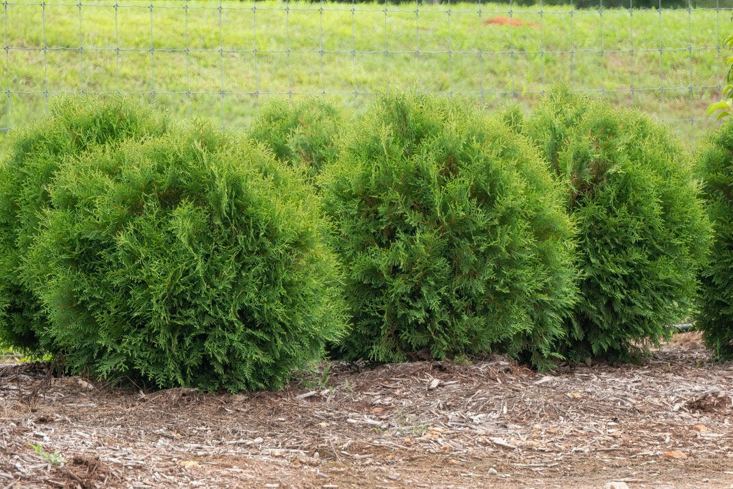 Thuja occidentalis 'RutThu4' PP35297 Planet Earth® Arborvitae 3g