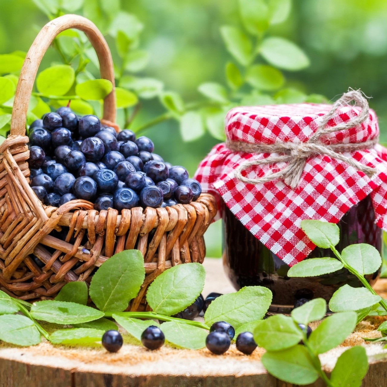 Vaccinium ashei 'Tiff Blue' Tiff Blue Rabbiteye Blueberry 3g