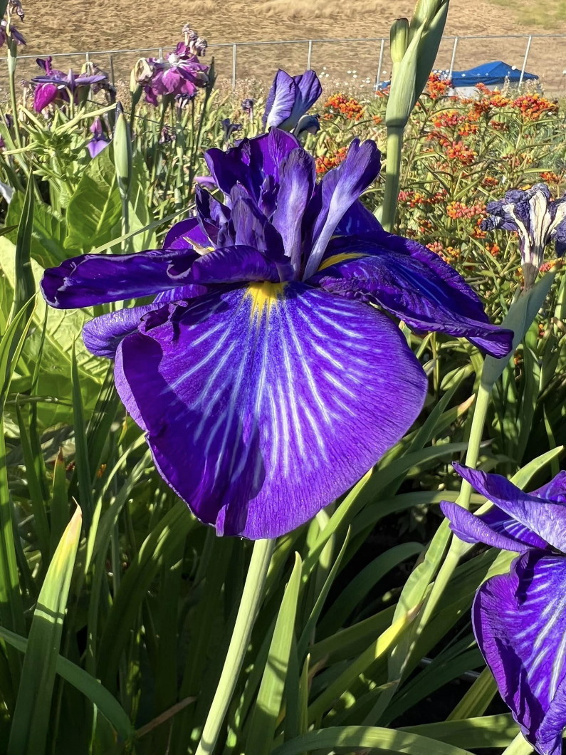Iris ensata 'Electris Rays' Electric Rays Iris 2 Gallon