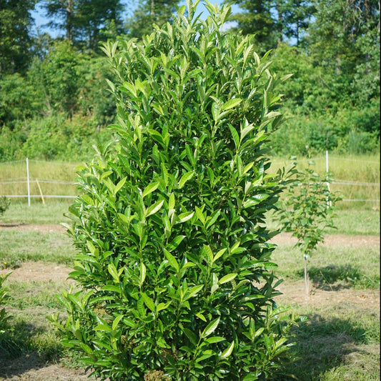 Viburnum x 'NCVX5' USPPAF Yardline® Viburnum 3g