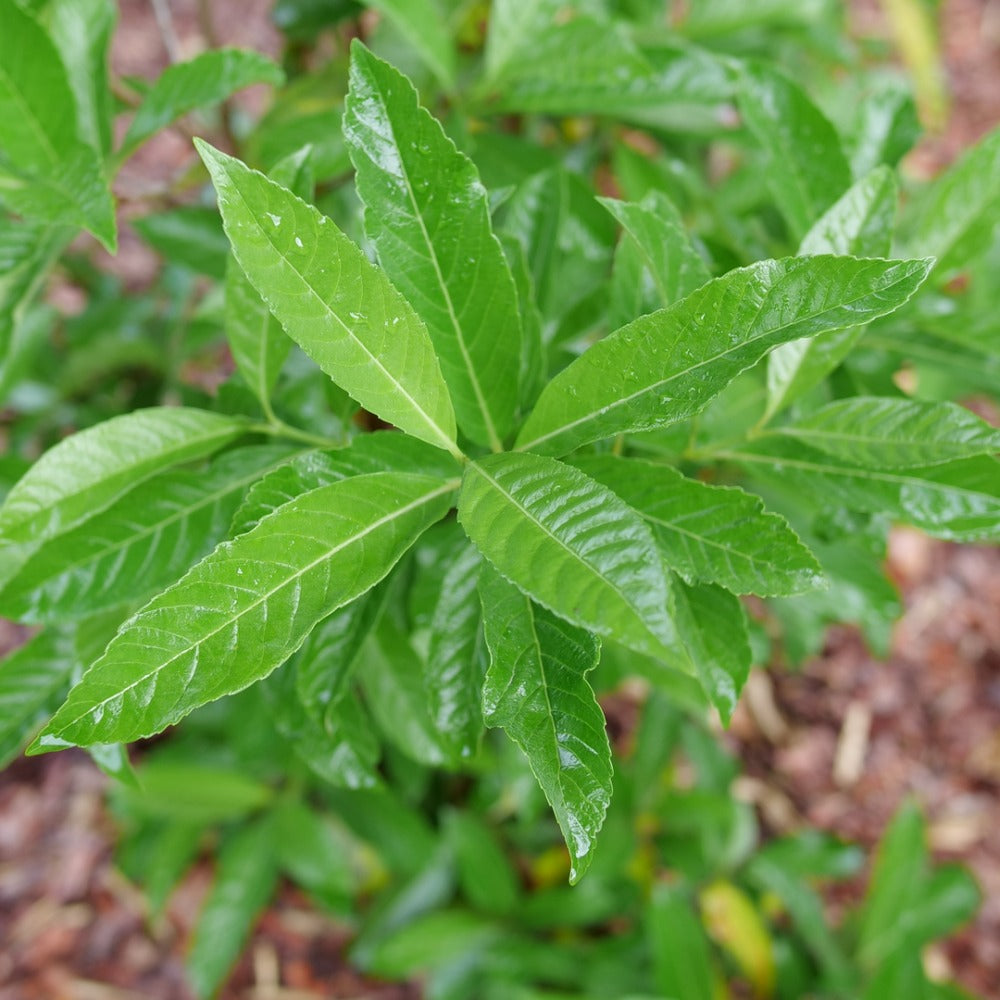 Viburnum x 'NCVX5' USPPAF Yardline® Viburnum 3g