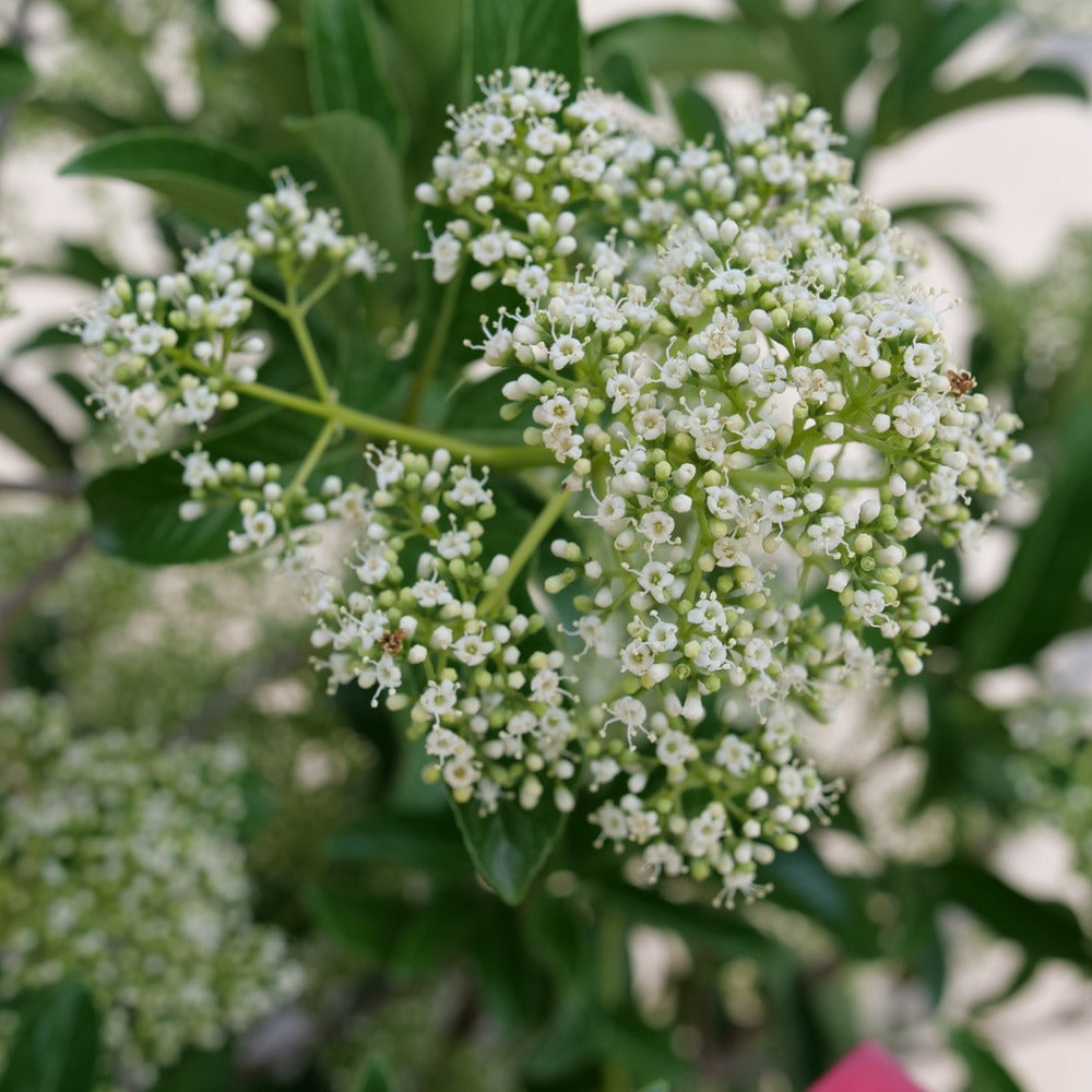 Viburnum x 'NCVX5' USPPAF Yardline® Viburnum 3g