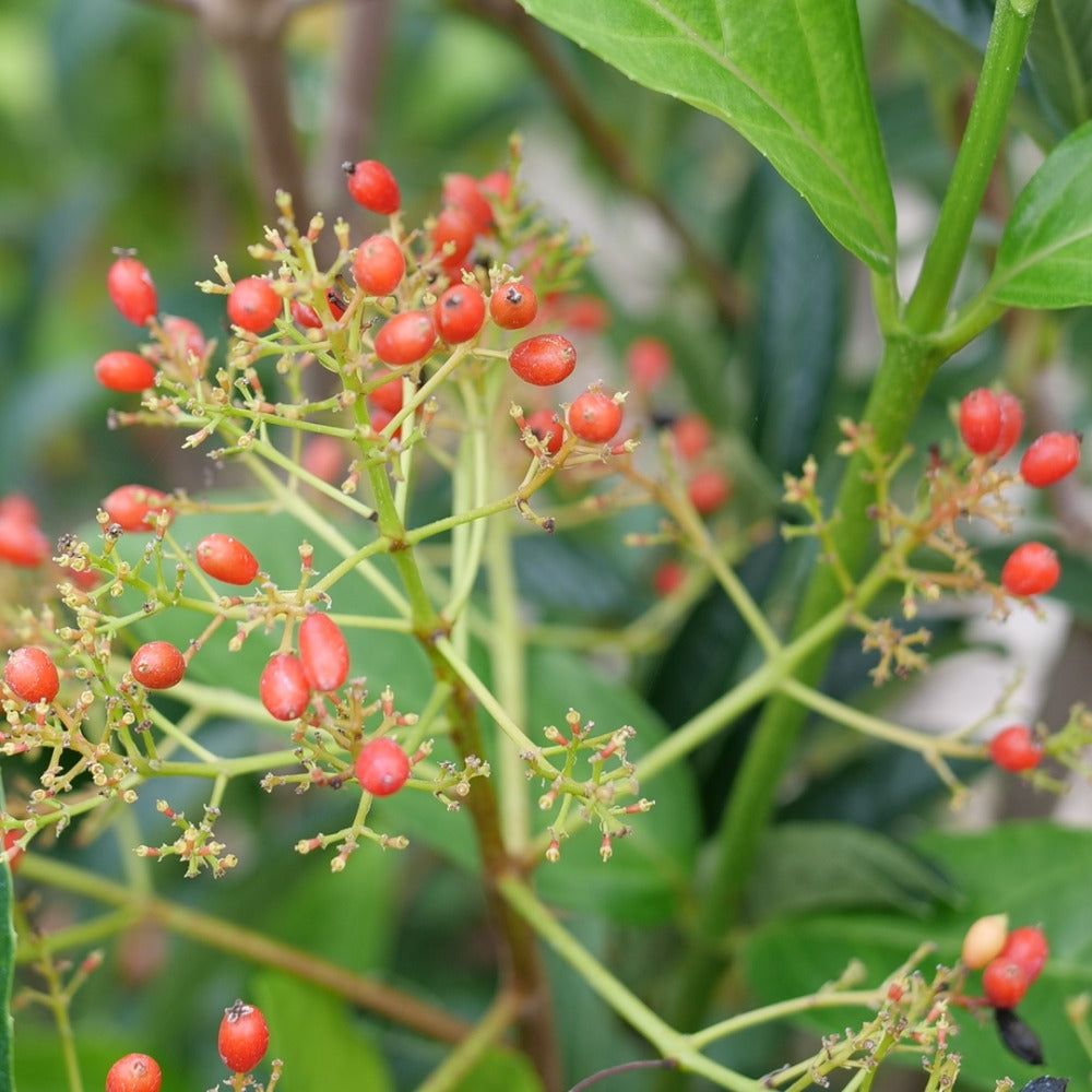 Viburnum x 'NCVX5' USPPAF Yardline® Viburnum 3g
