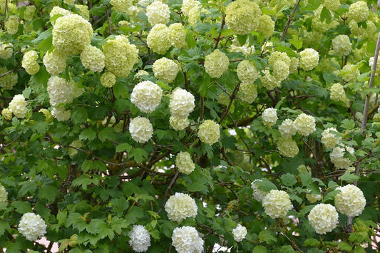 Viburnum macrocephalum Chinese Snowball Viburnum