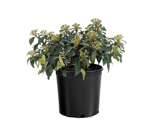 Viburnum x 'sPg-3-024' Moonlit Lace® Viburnum
